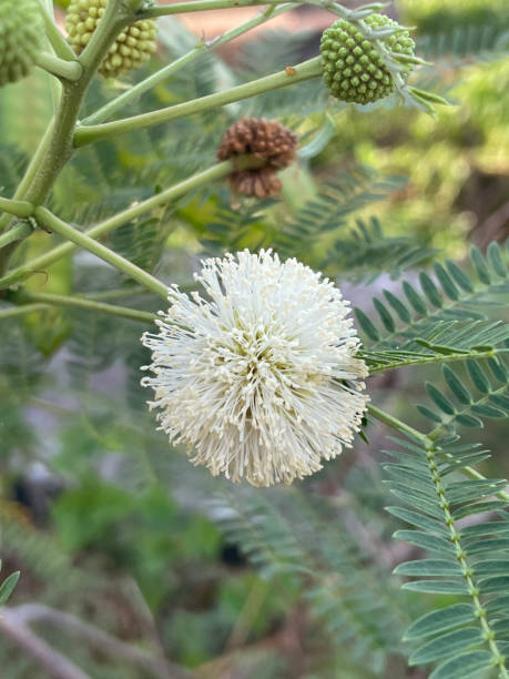 istock Leucaena leucocephala flower in nature garden 2148555573