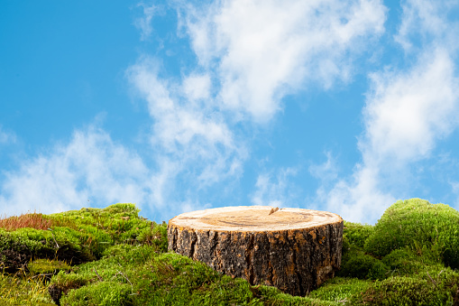 natural style. Wooden saw cut, round podium with green moss on a blue sky background. Still life for the presentation of products. Copy space