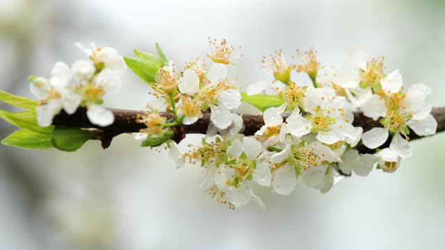 White plum blossom