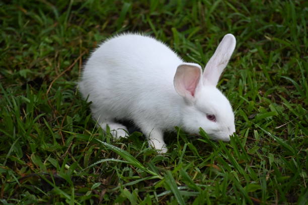 istock A white rabbit is sitting among the green grass 2148555772