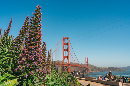 San Francisco, California, April 9, 2024.    Blooming flora frames the majestic structure of San Francisco's famed bridge.
