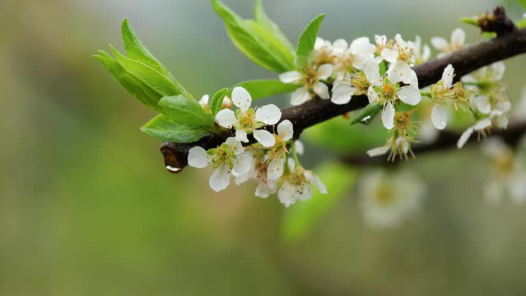 White plum blossom