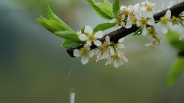 White plum blossom