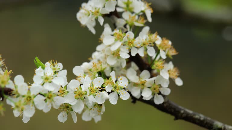 White plum blossom