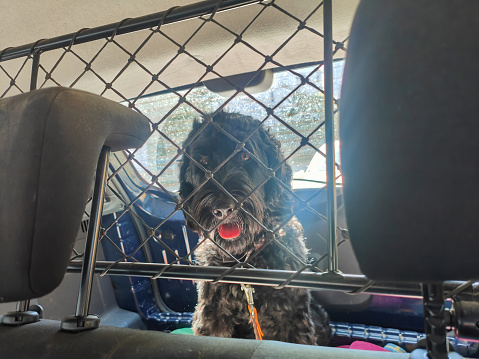 Close-up shot of Black Labradoodle Sitting Behind Wire Mesh Separation in The Car