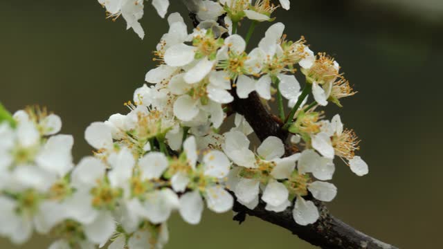 White plum blossom