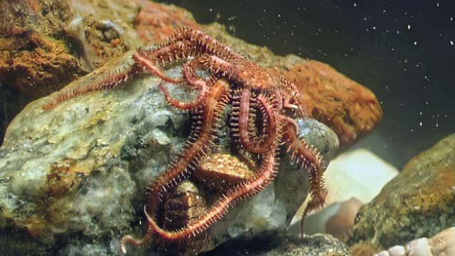 Starfish Ophiura, brittle star, decorates seabed with its mesmerizing presence.