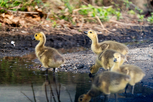 A group of cute week old geese drink from a puddle after a spring rain storm. A gentile color photograph of innocence.