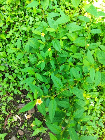 wild plants in the yard with yellow flowers that bloom in the morning