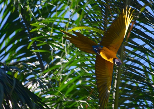 The macaws have become part of the city's landscape, from very early on they wake us up with their loud singing!