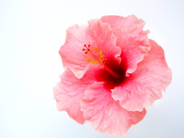 istock pink hibiscus flower on white background. 2148558963