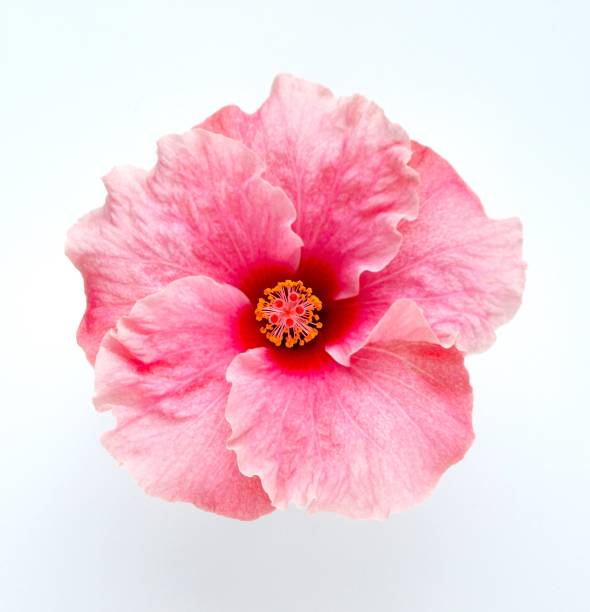 istock pink hibiscus flower on white background. 2148558964