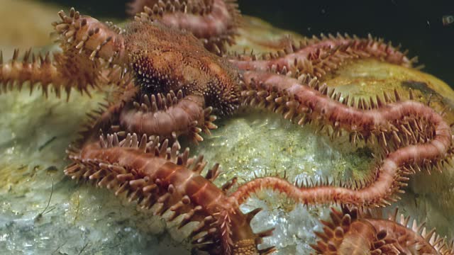 Relaxing video about underwater world with starfish Ophiura in White Sea.