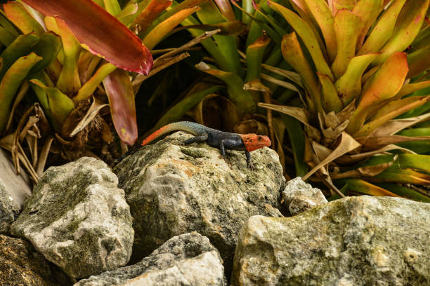 Brightly colored Red Headed Rock Agama lizard on a rock in South Florida, USA