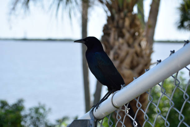 A snapshot of a lone fish crow perched atop a chain-link fence in Merritt Island, Florida.