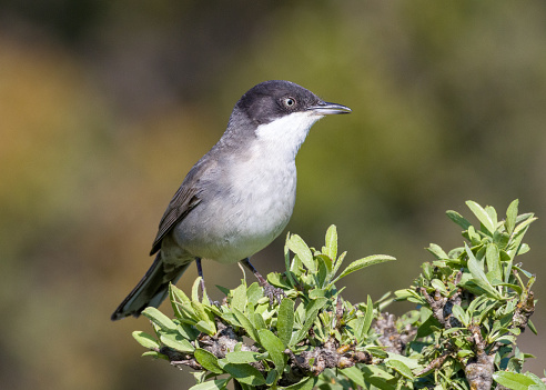 An Eastern Orphean Warbler on a branch