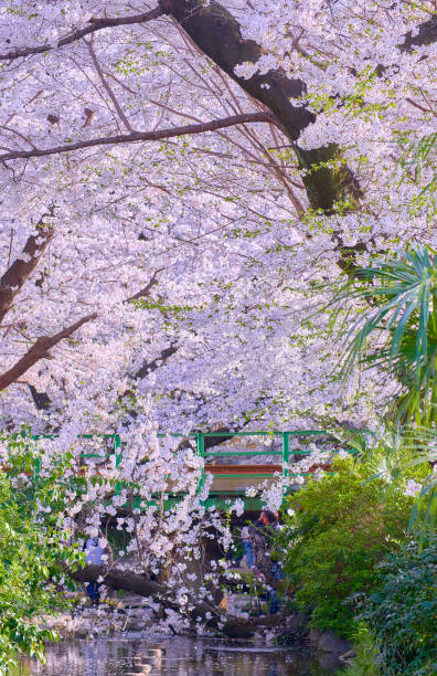 istock Looking up at cherry blossoms in full bloom 2148562771