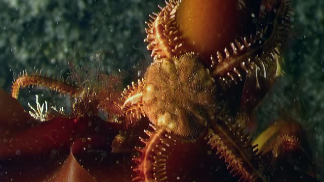 Starfish Ophiura brittle stars move along underwater bottom of White Sea.