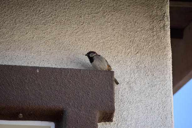 istock A Songbird Outside the House 2148563721