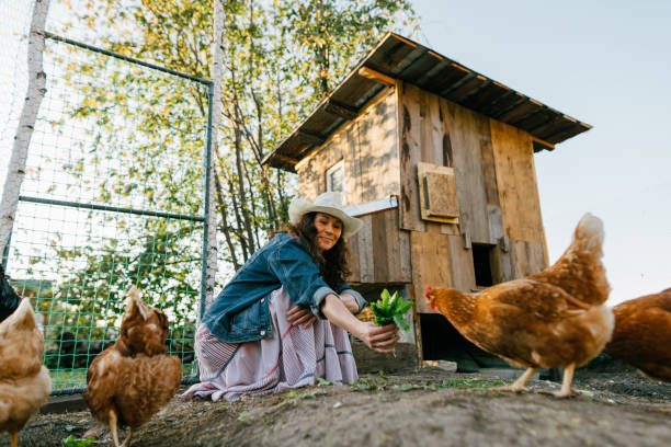 istock Smiling woman enjoying farm life while feeding her chickens 2148563886