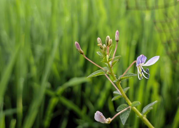 The small flowers of Cleome rutidosperma are purple. Other names include fringed spider flower or purple cleome, a wild weed that grows invasively in wet tropical lowland areas.