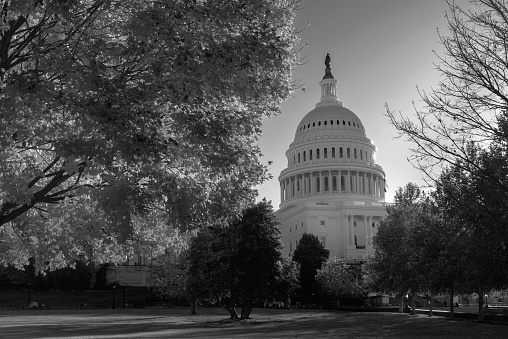 View of United States Capitol Building frame with trees in monochrome, Washington DC