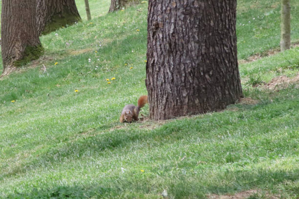Squirrel in the park on a sunny day. Wild animal.Squirrel on the grass in the park in the spring time.Squirrel in the park on green grass with trees in the background.Squirrel in the park. Wildlife scene from the wild nature.