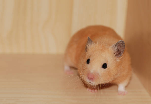 istock Golden hamster is in a wooden shelf 2148566669