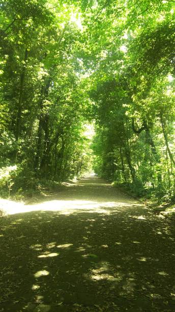 istock Promenade with fresh green leaves 2148566796