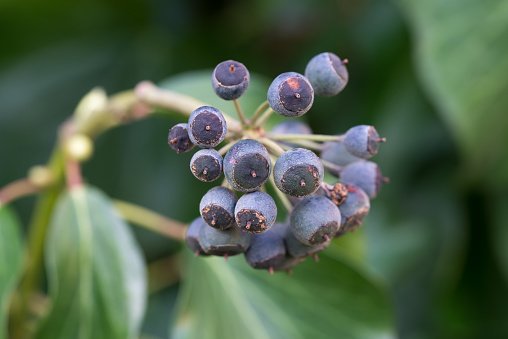 Hedera helix,  common blue ivy berries closeup selective focus