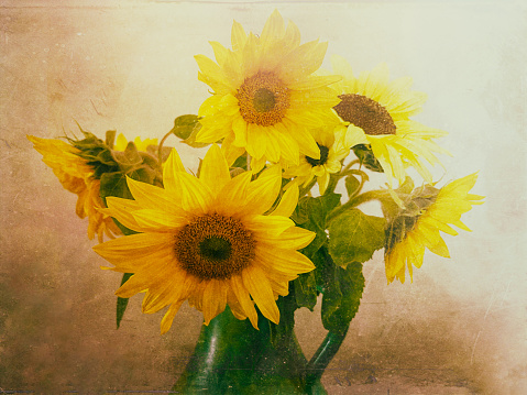 My original horizontal closeup photo of a bunch of vibrant yellow sunflowers in a green ceramic jug against a beige toned rustic wall has been transformed using the Mextures app to give an old fashioned French rustic charm to the image.