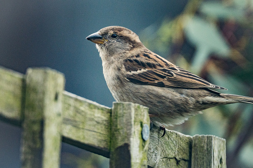 Common house sparrow on a garden fence