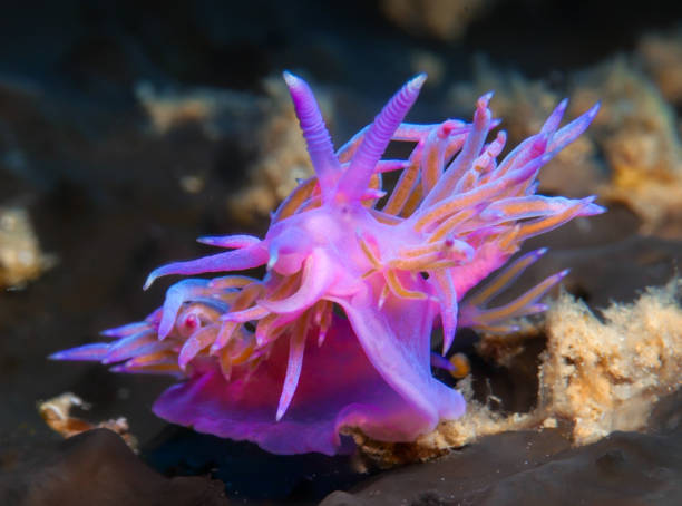 istock Pink-purple nudibranch 2148568857