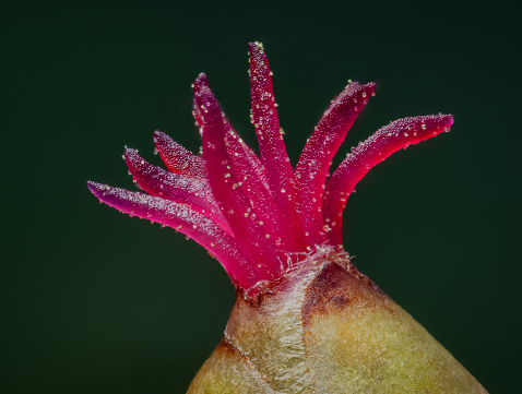 Closeup of a Corylus avellana, the Common Hazel.