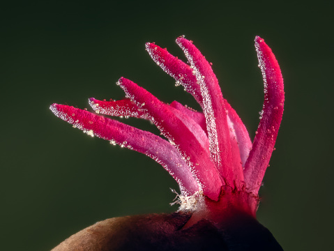 Closeup of a Corylus avellana, the Common Hazel.