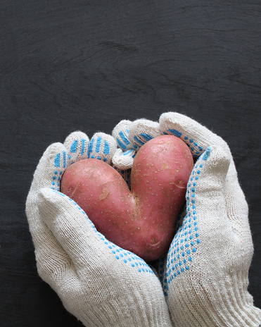 Gloved hands hold heart-shaped potato on a plate, top view, flat layout. an ugly root vegetable.