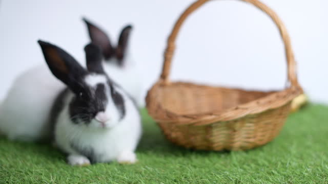 Pet rabbit on artificial grass
