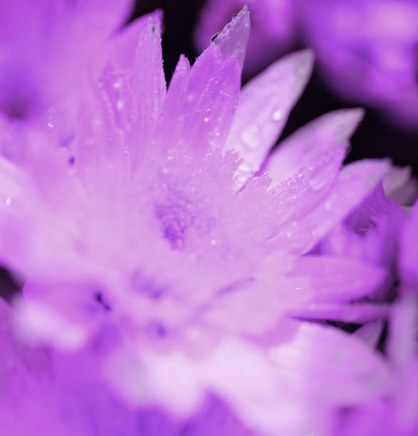 istock Dew-Kissed Purple Chrysanthemums in Bloom 2148570163