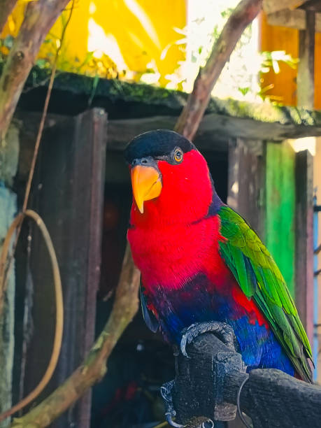Black-capped Lory (Lorius lory), Colorful Parrot perching on a branch and looking at the camera