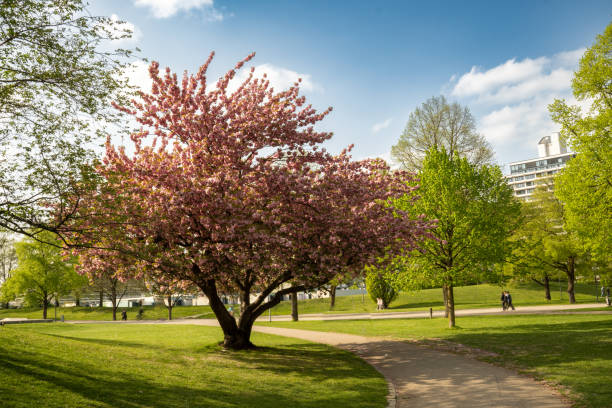 istock Cherry blossom in the Olympic Park, Munich, Germany 2148570802
