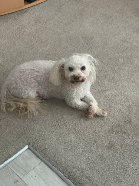 Portrait of a poodle