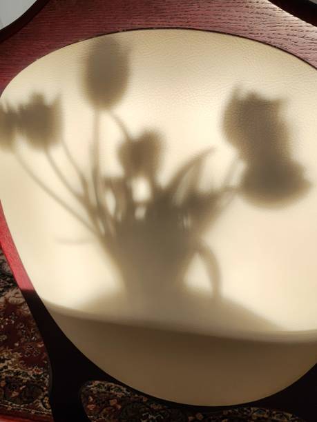istock The shadow of the tulips. 2148571118