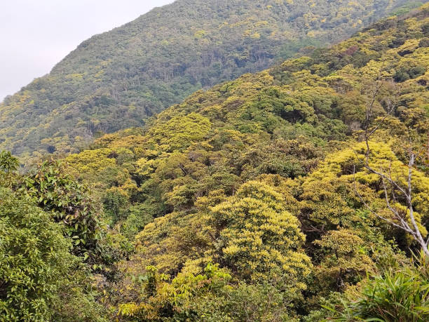 istock Lush Victoria Peak, Hong Kong 2148571212