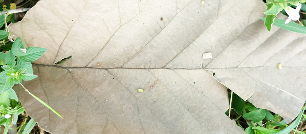 dry leaf texture, dry leaf background, taken at close range