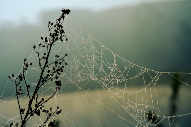 istock An abandoned spider web is cover of dew after the rain 2148572365
