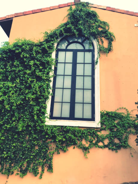 istock Vintage window with green ivy on orange wall - vintage filter 2148572380