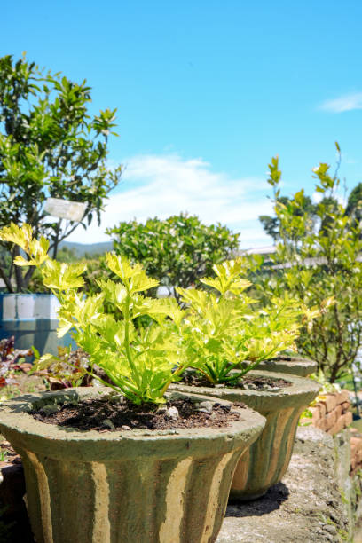 Planting celery in the vegetable garden stock photo
