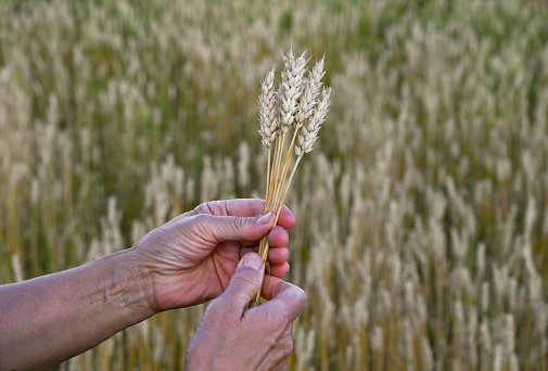 Spikelets of wheat or rye in the farmer's hand. The hands of an elderly woman hold golden ears of wheat spikelets. Selective focus on a spikelets