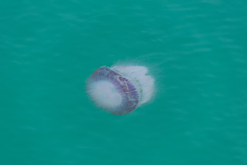 A serene jellyfish undulating gently in the clear turquoise waters of an ocean, portraying marine life's elegance.
