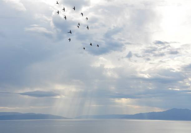 Seagull birds flying over the water with sun rays background. Bird Flying over Sun Rays. Scenic View Of Sea Against Sky.